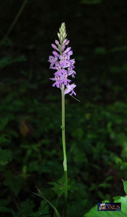 dactylorhiza fuchsii.JPG